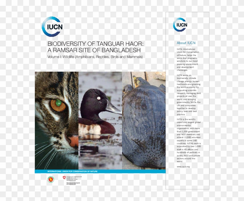 Pdf - Domestic Short-haired Cat Clipart