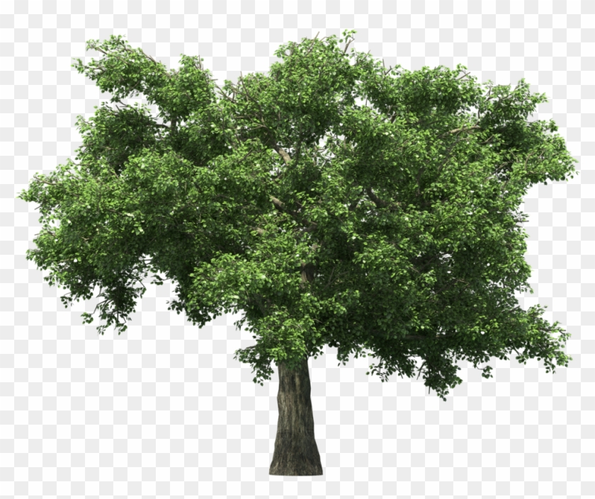 Apple Tree Without Apple Clipart #2292071