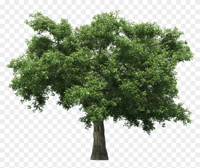 Apple Tree Without Apple Clipart