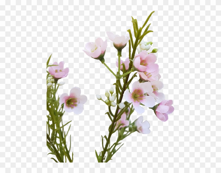 Wax Flower - Wax Flower Png Clipart #2293672
