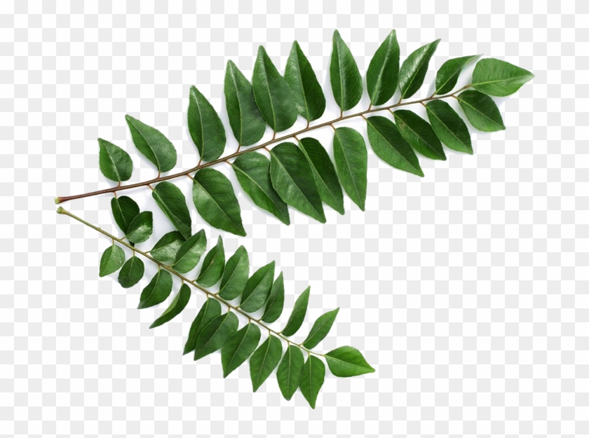 Curry Leaves - Curry Leaf Clipart