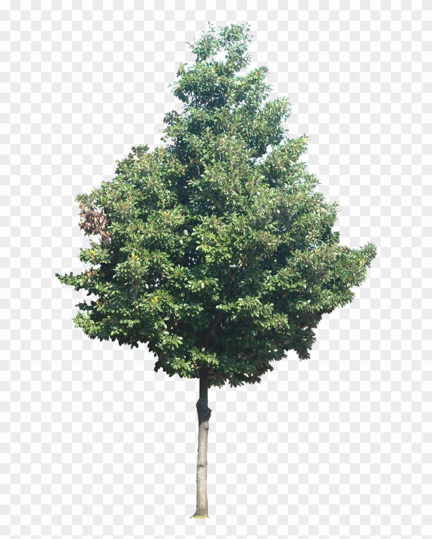 Plant Images, Plant Pictures, Tree Cut Out, Tree Identification, Clipart