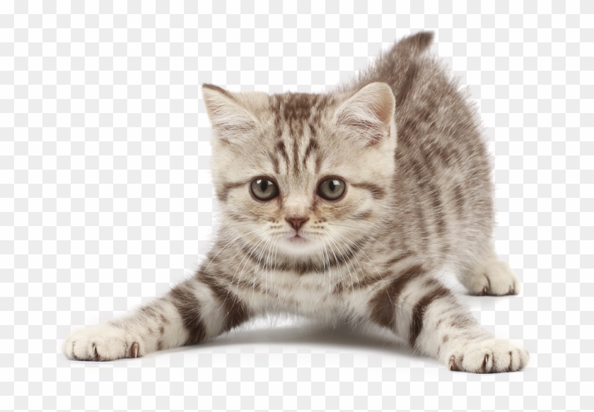 Banner Freeuse Download Kittens Doc S Choice - Smart Pet Toys Clipart #2299714