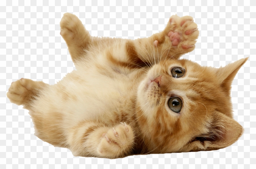 Philadelphia Pet Surgery - Animals With White Background Clipart