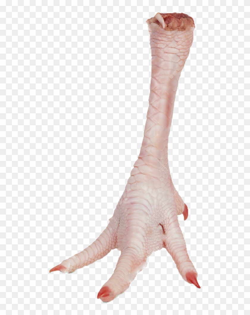 Chicken Feet Png - Chicken Legs Png Clipart #230119