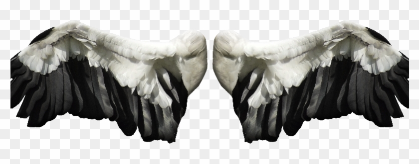 Angel Wings Png Stock Image Free - Feather Clipart #230175