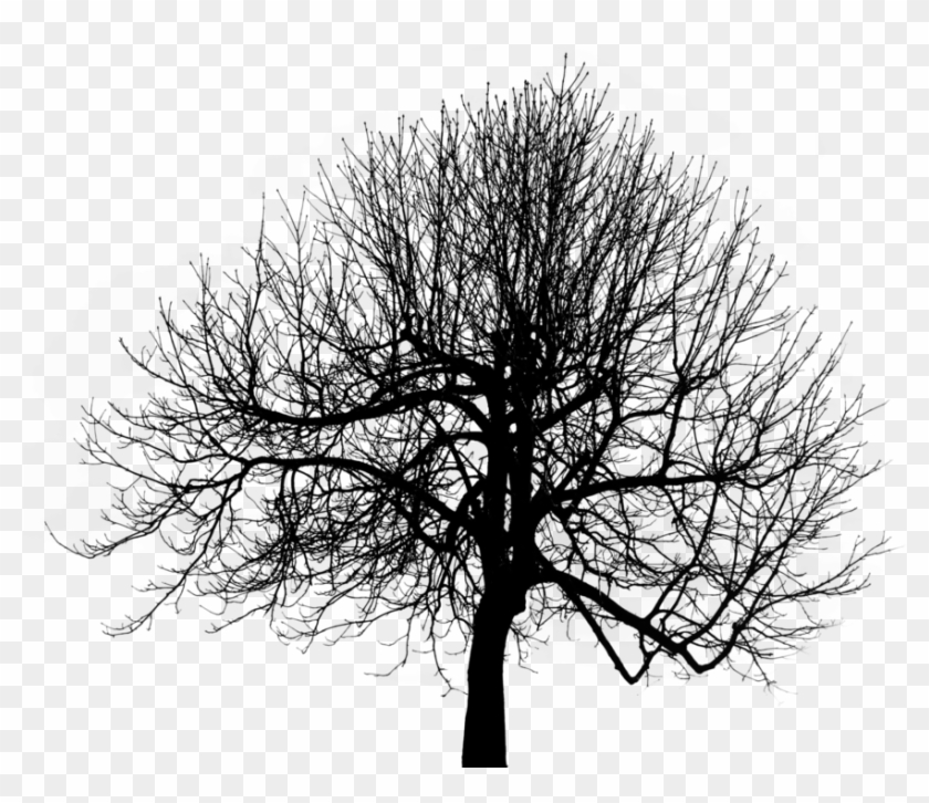 Black Tree Png - Tree Double Exposure Png Clipart #230332