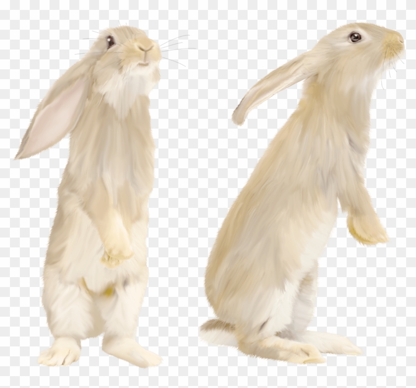Cute Gray Rabbit Standing On His Feet Png Image - White Rabbit Png Clipart