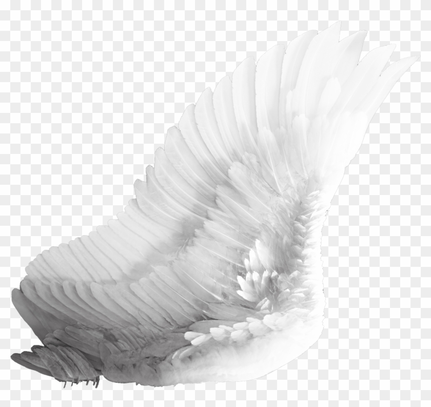 Wings White Clipart #230499
