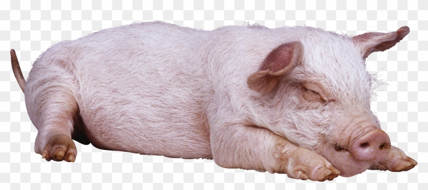 Download - Sleeping Pig Png Clipart #231750