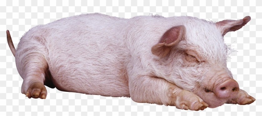 Download - Sleeping Pig Png Clipart