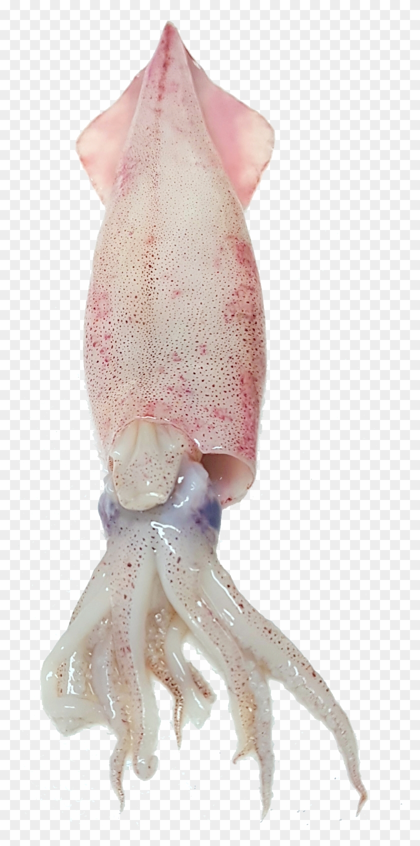 Squid Free Png Image - Octopus Fish Clipart #231829