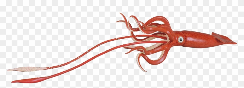 Giant Squid Png Hd - Giant Squid Png Clipart #231908