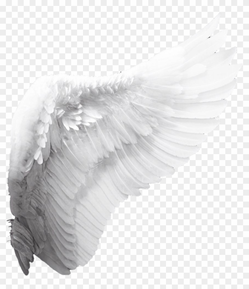 Wings Sticker - White Angel Wings Png Clipart #231926