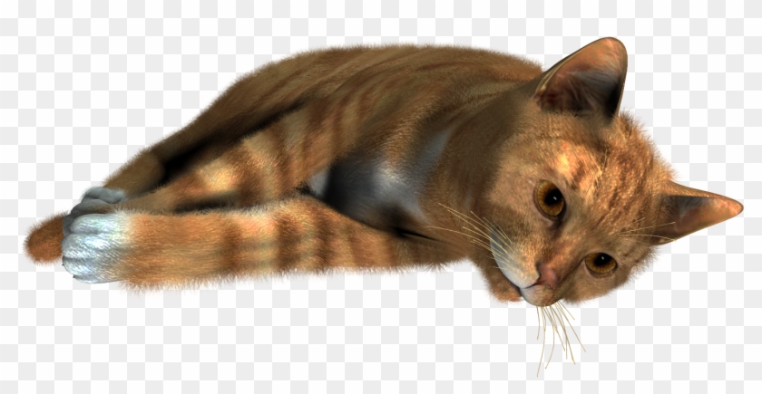 Cute Cat Sleeping Png - Siamese Cats No Background Clipart