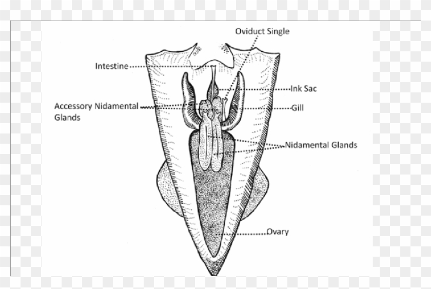 Reproductive Organs Of Female Squid A) Loliginidae - Squid Female Reproductive System Clipart #233456
