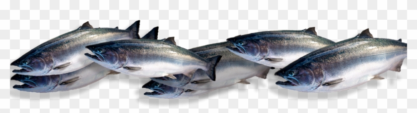 Our Fish - Transparent School Of Fish Clipart #234100