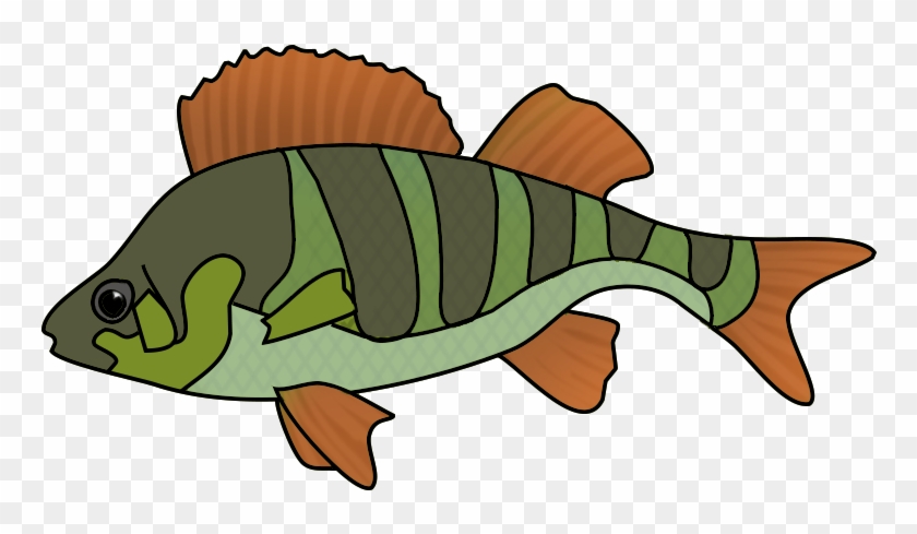 Collection Of School Of Tropical Fish Drawing High - Fish Drawing Png Clipart