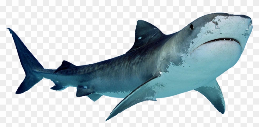 Shark Png Sea Animals Clip Art Pinterest Shark Blue - Shark With White Background Transparent Png