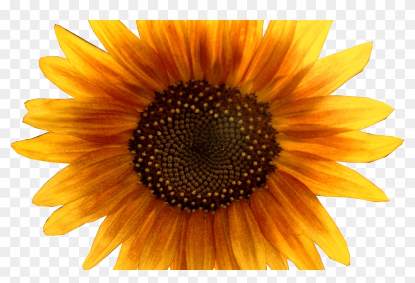 It's Terrific Quote Day ~ April 6, 2016 Welcome To - Transparente Girassol Png Clipart