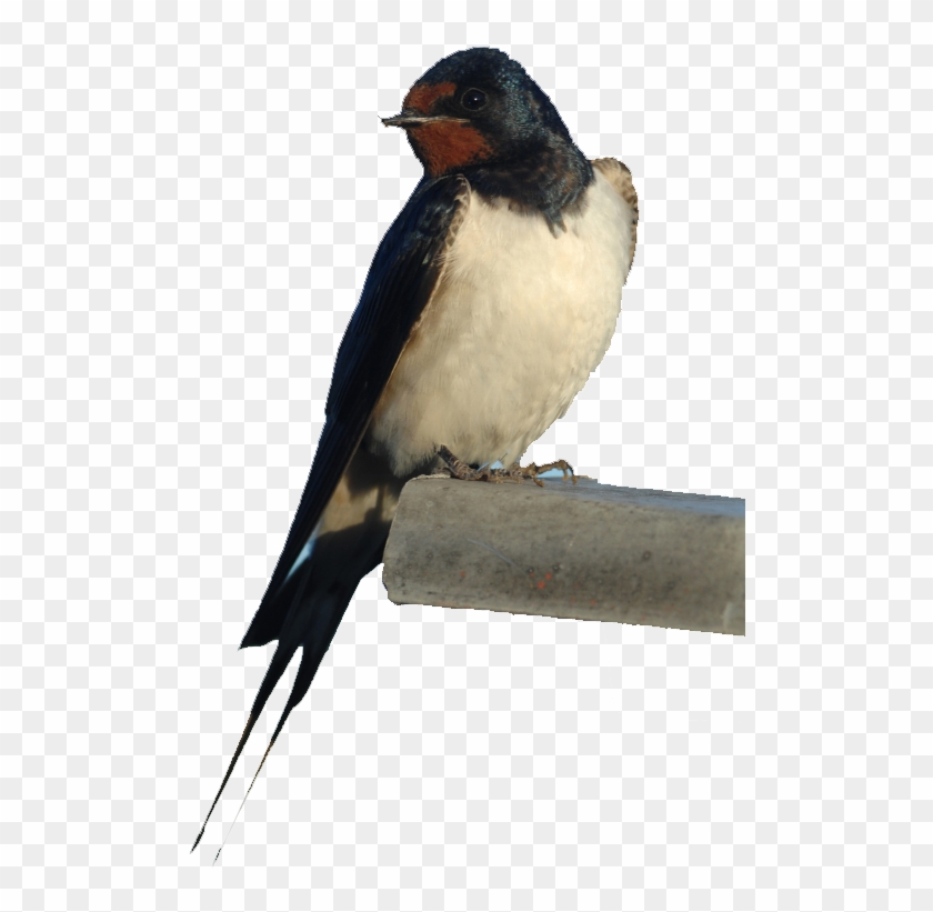 Barn Swallow Png Photos - Rondine Clipart #239259