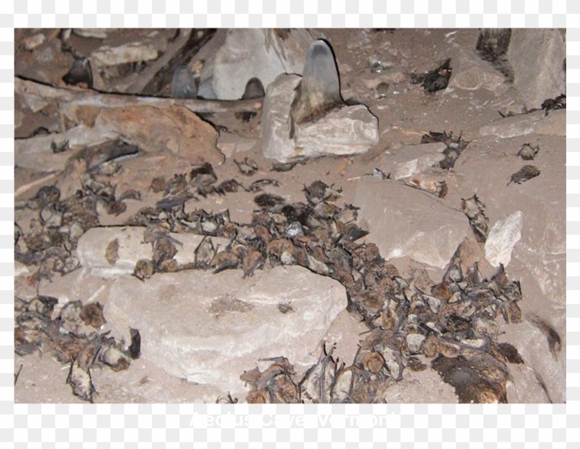 Bats Killed By White-nose Snydrome At Aeolus Cave In - Dead Bats In Cave White Nose Syndrome Clipart #239542