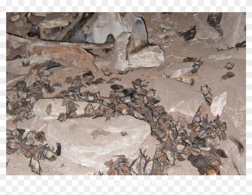 Bats Killed By White-nose Snydrome At Aeolus Cave In - Dead Bats In Cave White Nose Syndrome Clipart