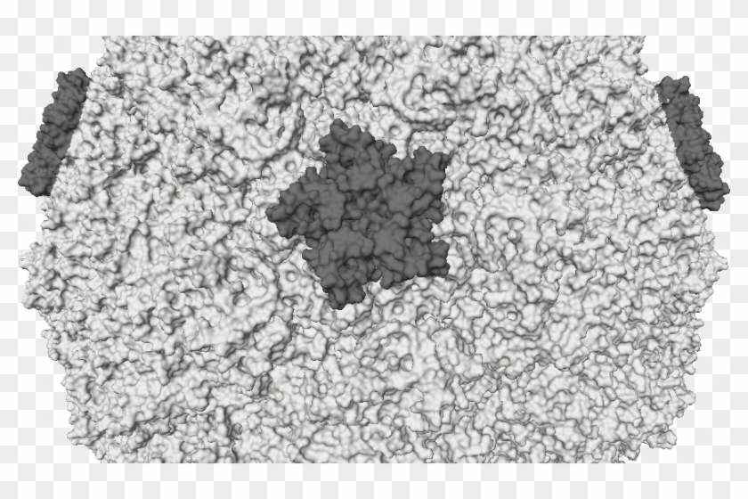 Rhino Virus Clipart #239814