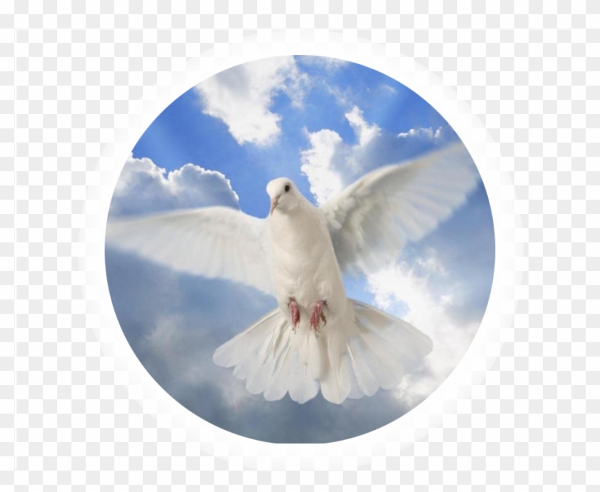 Holy Spirit Dove , Png Download Clipart