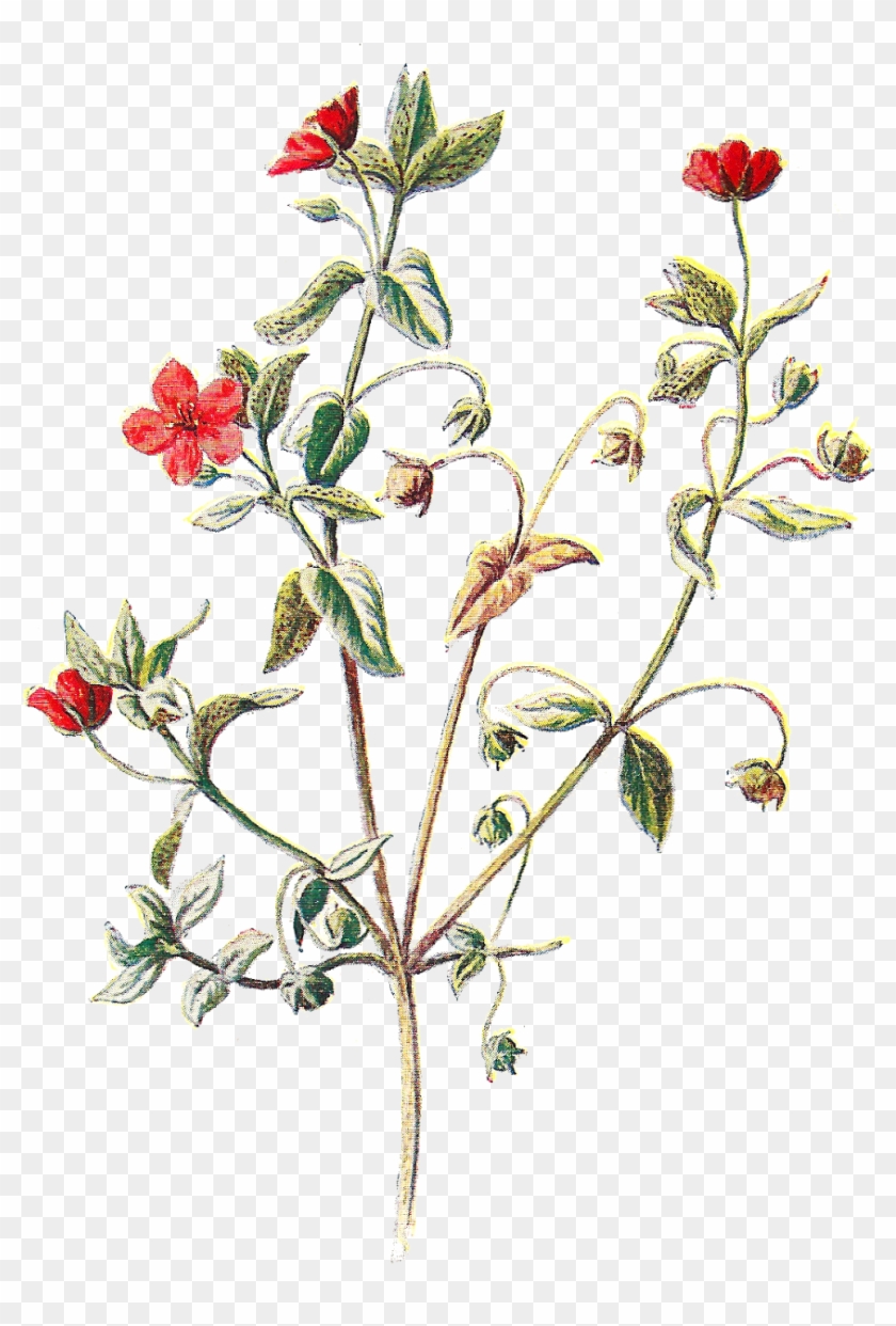 Scarlet Pimpernel Flower Botanical Clipart #2302483