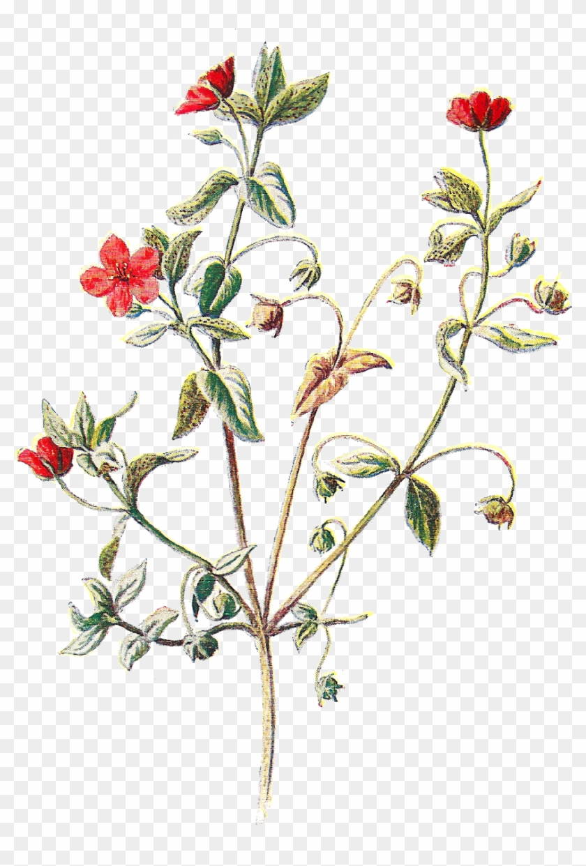 Scarlet Pimpernel Flower Botanical Clipart