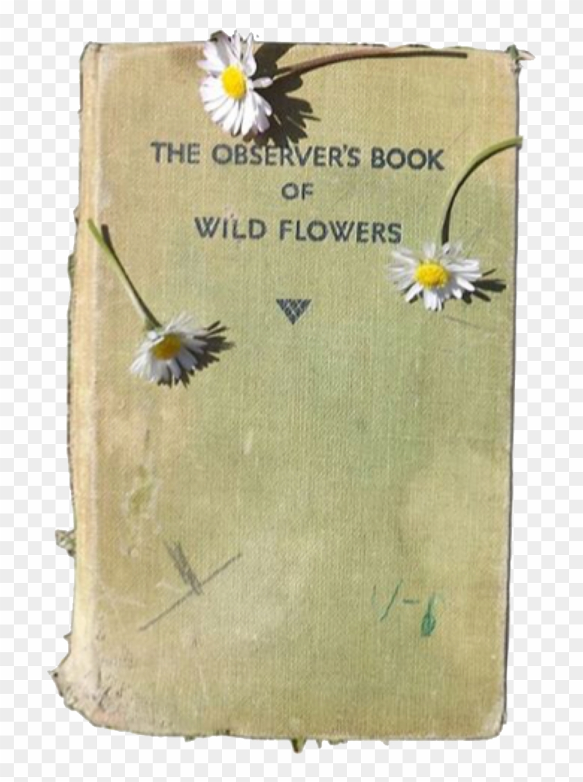 Daisy The Observer's Book Of Wild Flowers Green Polyvore - Png Fillers Clipart
