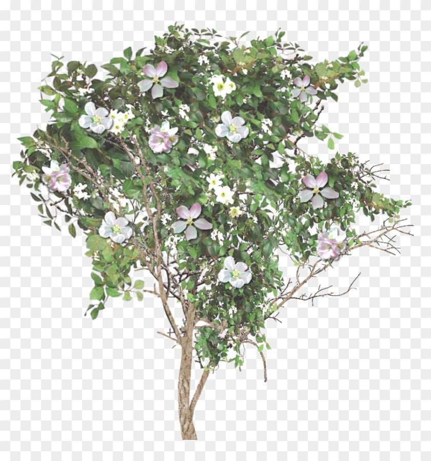 7 Kbyte, Quality, Blooming Apple Tree, Mob Type - Rosa Rugosa Clipart #2303403