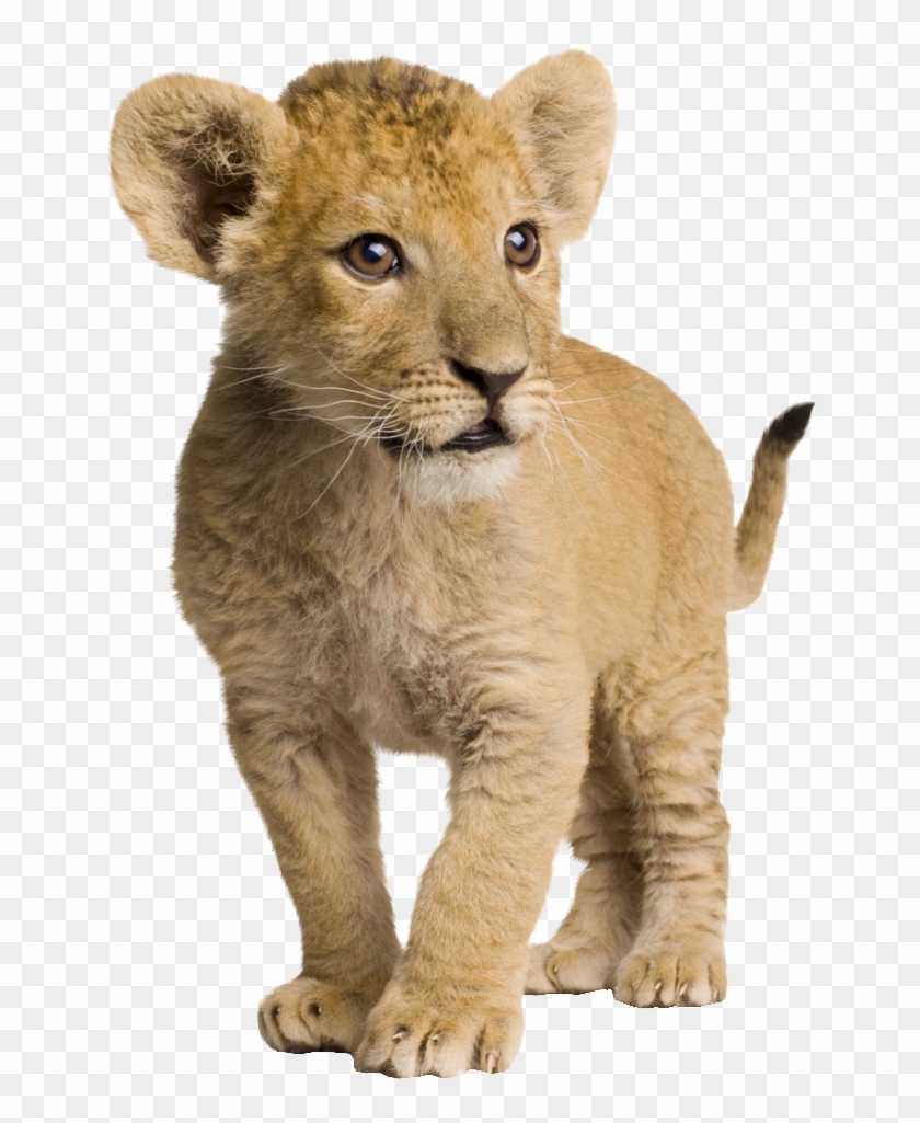 Png Cub Transparent Images Pluspng Png Transparent - Lion Cub Png Clipart #2304515