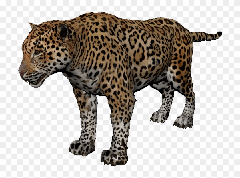 African Leopard Clipart #2305016