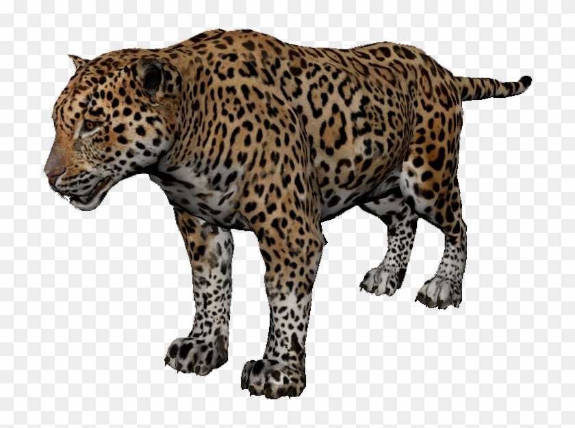 African Leopard Clipart