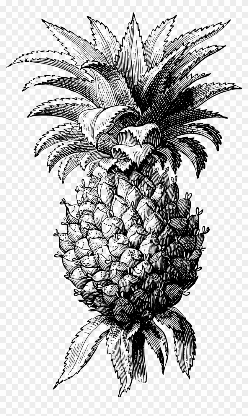 Pineapple - Pompei Mosaico Ananas Clipart #2305052