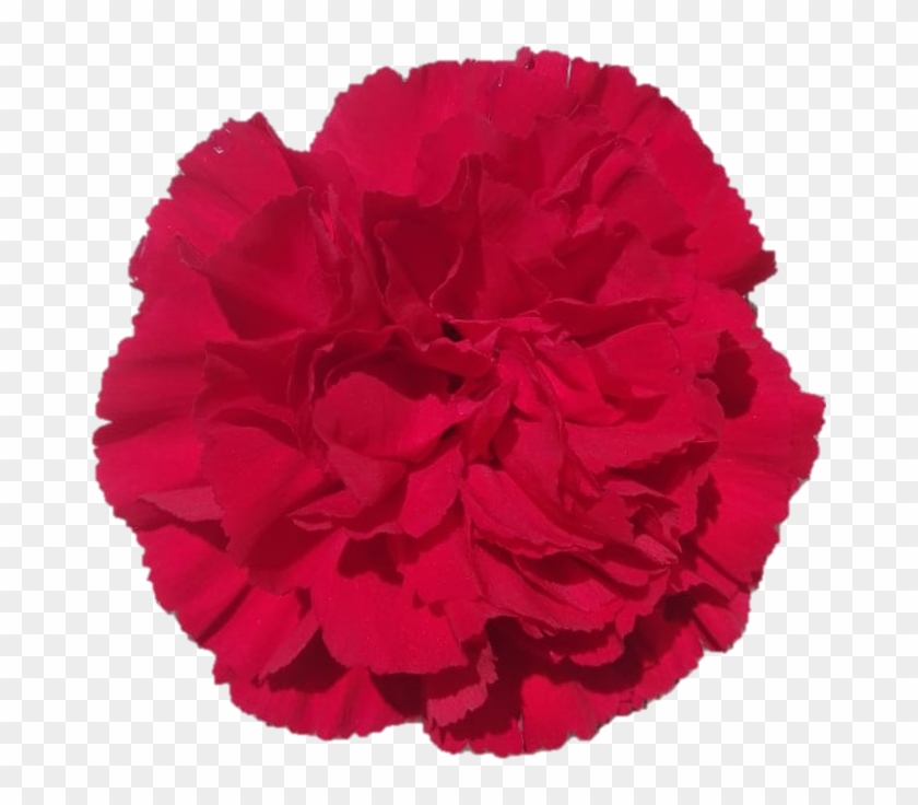 Gran Sole - Carnation - Carnation Clipart #2305196