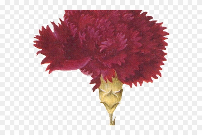 Carnation Clipart Tribal - Red Baby Birthday Theme - Png Download #2305323