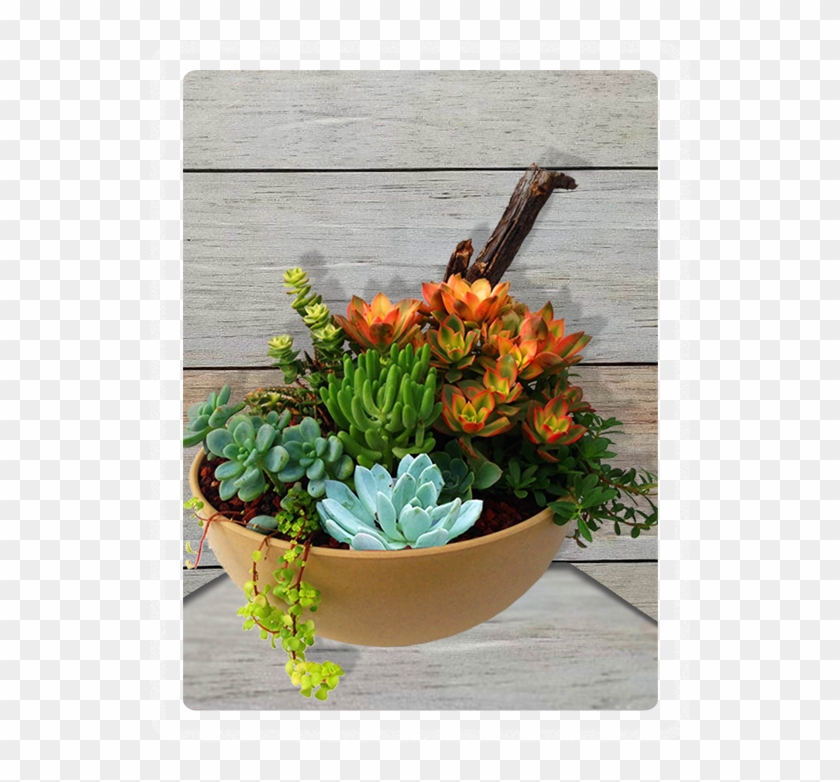 Succulent Garden Clipart