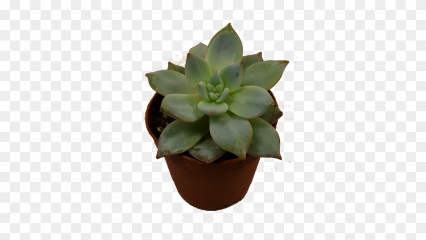 Mini Succulent - Flowerpot Clipart #2305664