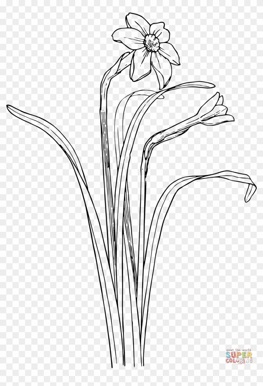 1353 X 1920 10 - Narcissus Flower Graphic Clipart #2306328