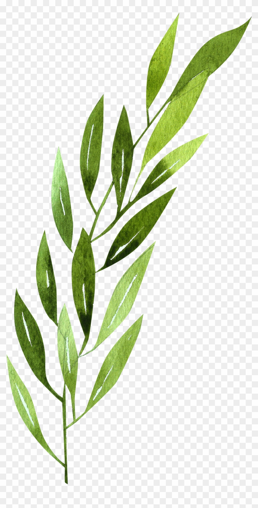 Daffodil Clipart Rainforest - Morella Cerifera - Png Download #2306383