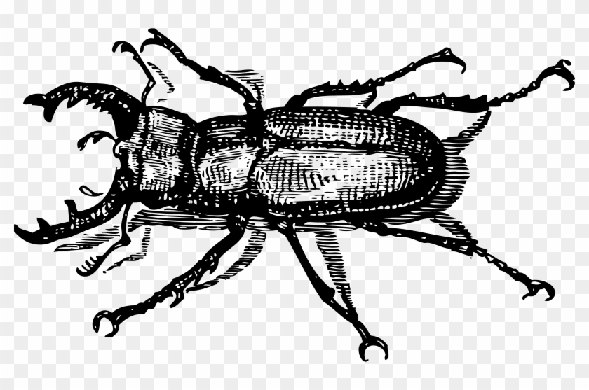 Get Notified Of Exclusive Freebies - Bug And Insect Black And White Clipart #2306873