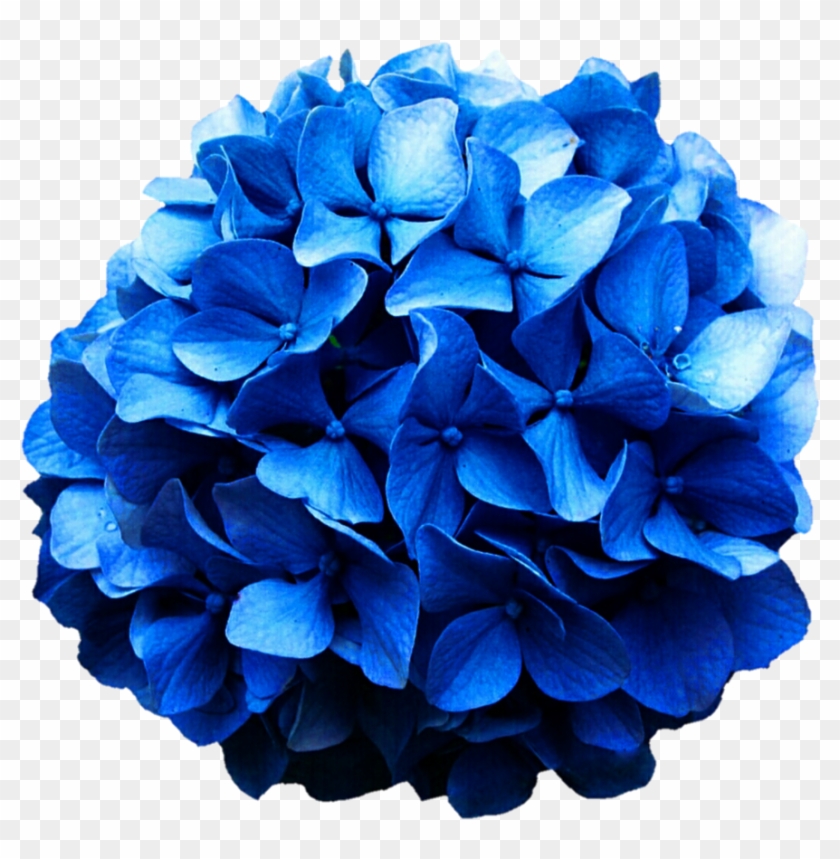 Hydrangea Png - Blue Hydrangea Png Clipart