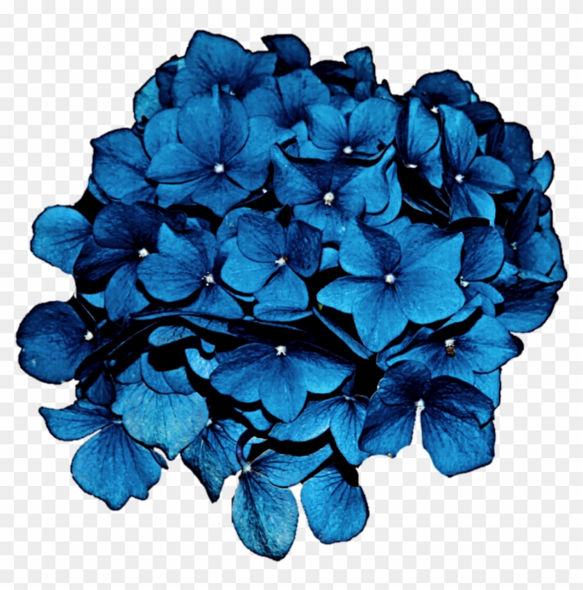 Sea Blue Hydrangea By Jeanicebartzen - Hydrangea Clipart #2307297