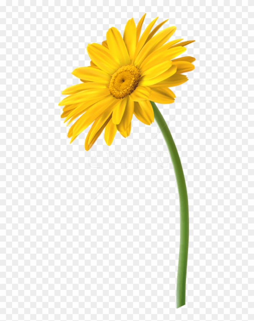 Free Png Download Yellow Gerbera Flower Png Images - Marguerite Daisy Clipart