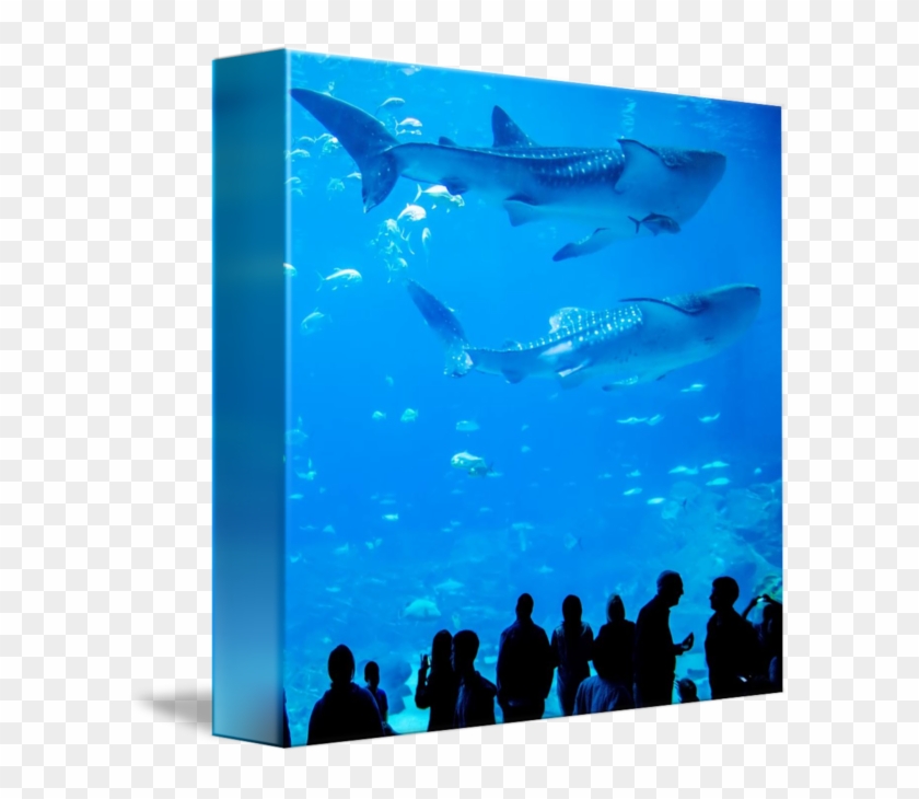 People Swimming Underwater - Whale Shark Clipart #2311429