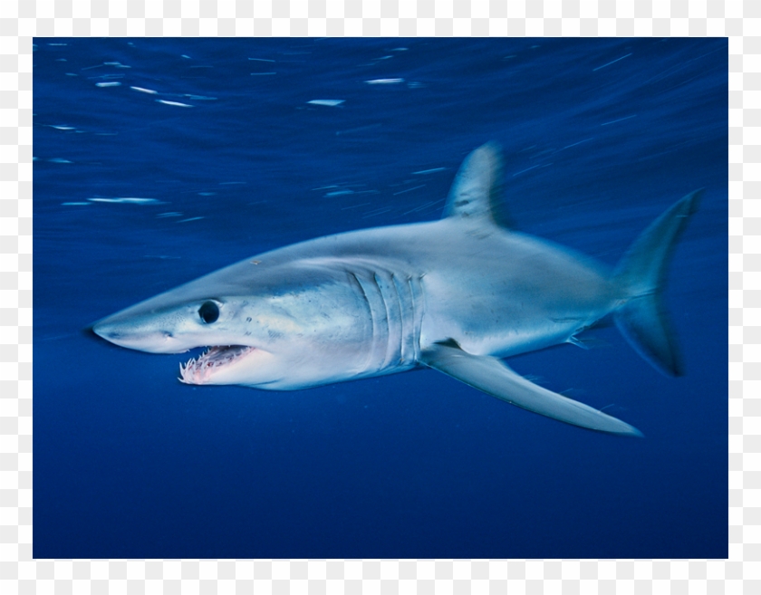 Tiburo N1 - 鯊魚 圖片 Clipart