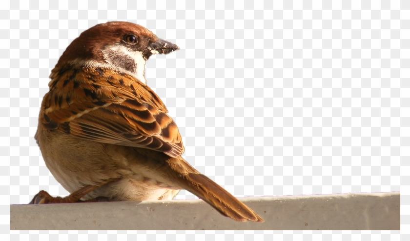 Bird House Hd Transprent Png Free Wildlife Clipart